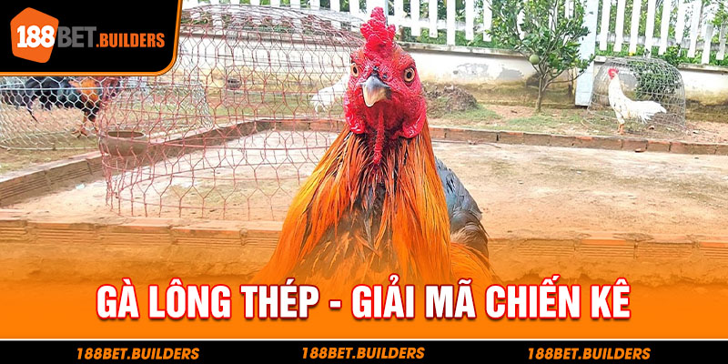 giải mã chiến kê gà lông thép cho kê thủ 188bet