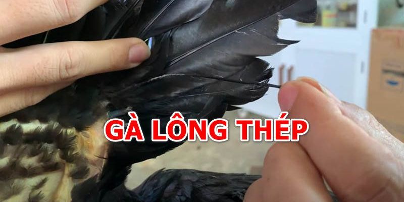 Những lý do khiến gà lông thép nổi tiếng