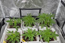 All You Need to Know About Marijuana Seeds NJ All You Need to Know About Marijuana Seeds NJ