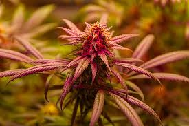 All You Need to Know About Marijuana Seeds NJ All You Need to Know About Marijuana Seeds NJ