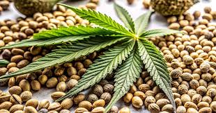 All You Need to Know About Marijuana Seeds NJ All You Need to Know About Marijuana Seeds NJ